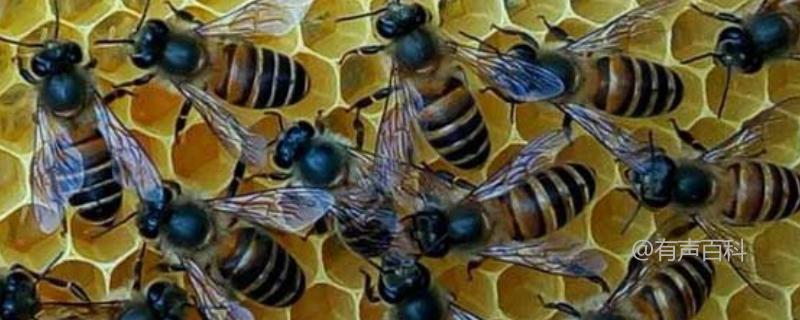 如何快速繁殖意大利蜜蜂：五个方法