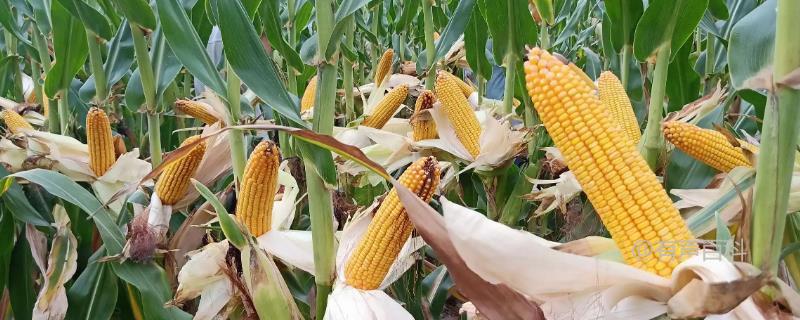 夏季玉米追肥方法，夏玉米施肥量较大