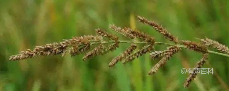 稻田中的杂草有哪些，如何防治？