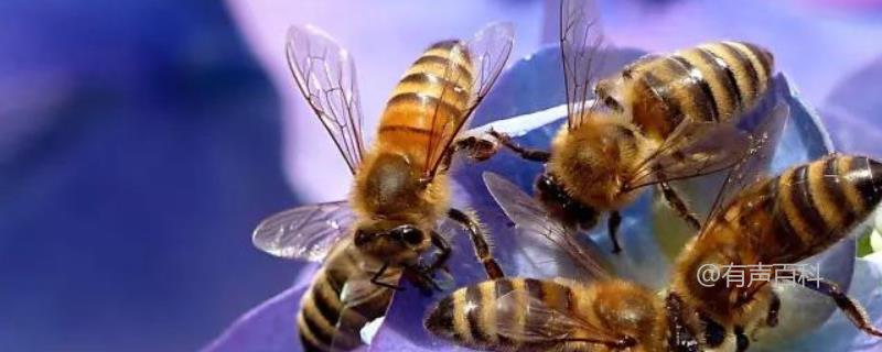 农村土蜜蜂高效养殖技术：蜂群管理