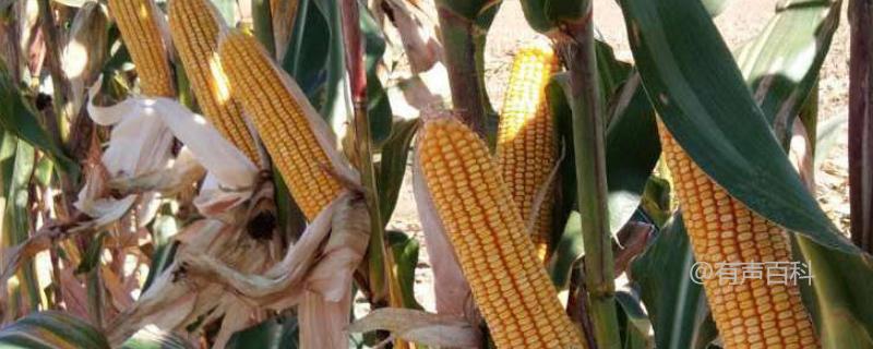 张掖地区适宜种植的福地201玉米种子介绍，生长