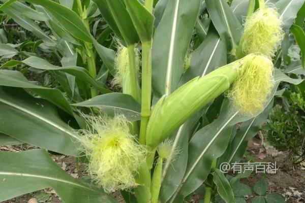 张掖地区适宜种植的福地201玉米种子介绍，生长周期需136天
