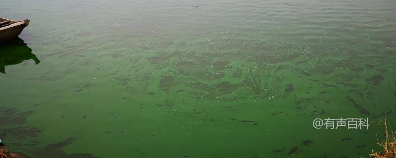 引发蓝藻爆发的原因与危害