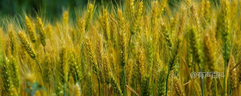 杨职171小麦种子特征及特性介绍 - 属半冬性品种