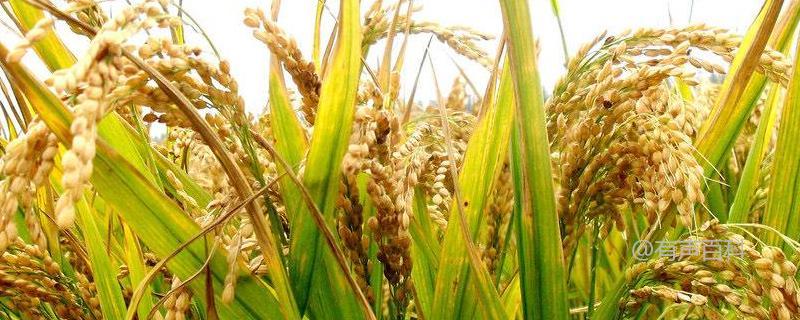 千乡优4245水稻种特点及病虫害综合防治