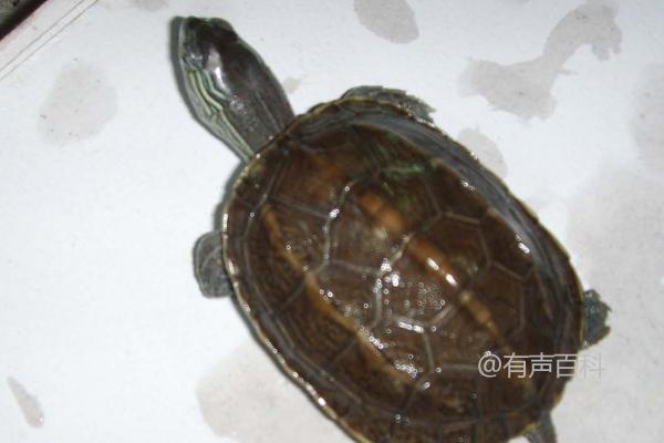 中华花龟是否深水龟？高水位是否会导致死亡？