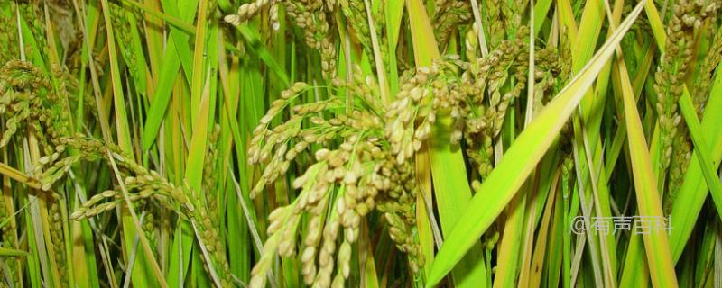 908水稻种子特点及感温籼型两系杂交水稻品种