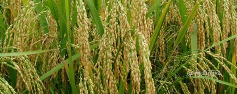 优质93水稻种简介，生长周期约122.6天