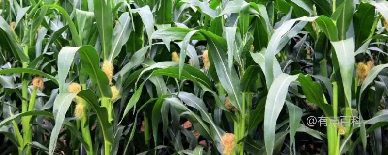 玉米品种介绍-最新58款新单玉米品种简要解析