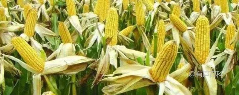 玉米亩产量一般是多少斤？