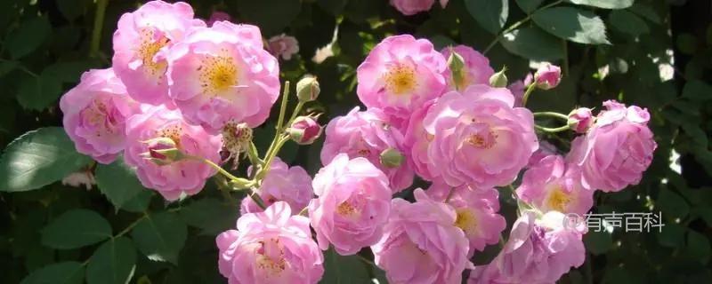 蔷薇花开花季，最佳观赏时间及种植养护技巧