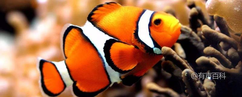 小丑鱼养护指南：模拟海中生长环境