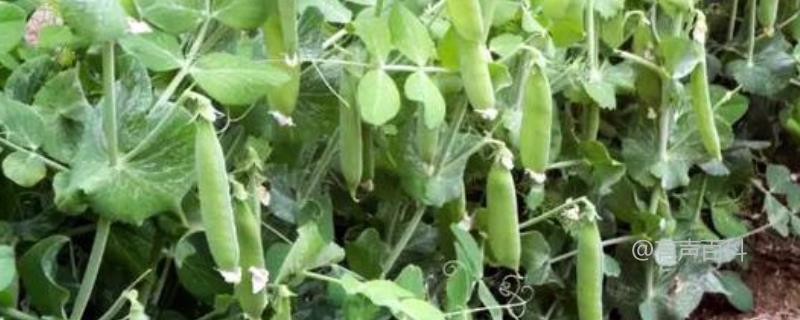 豌豆种植时间及病虫害防治方法